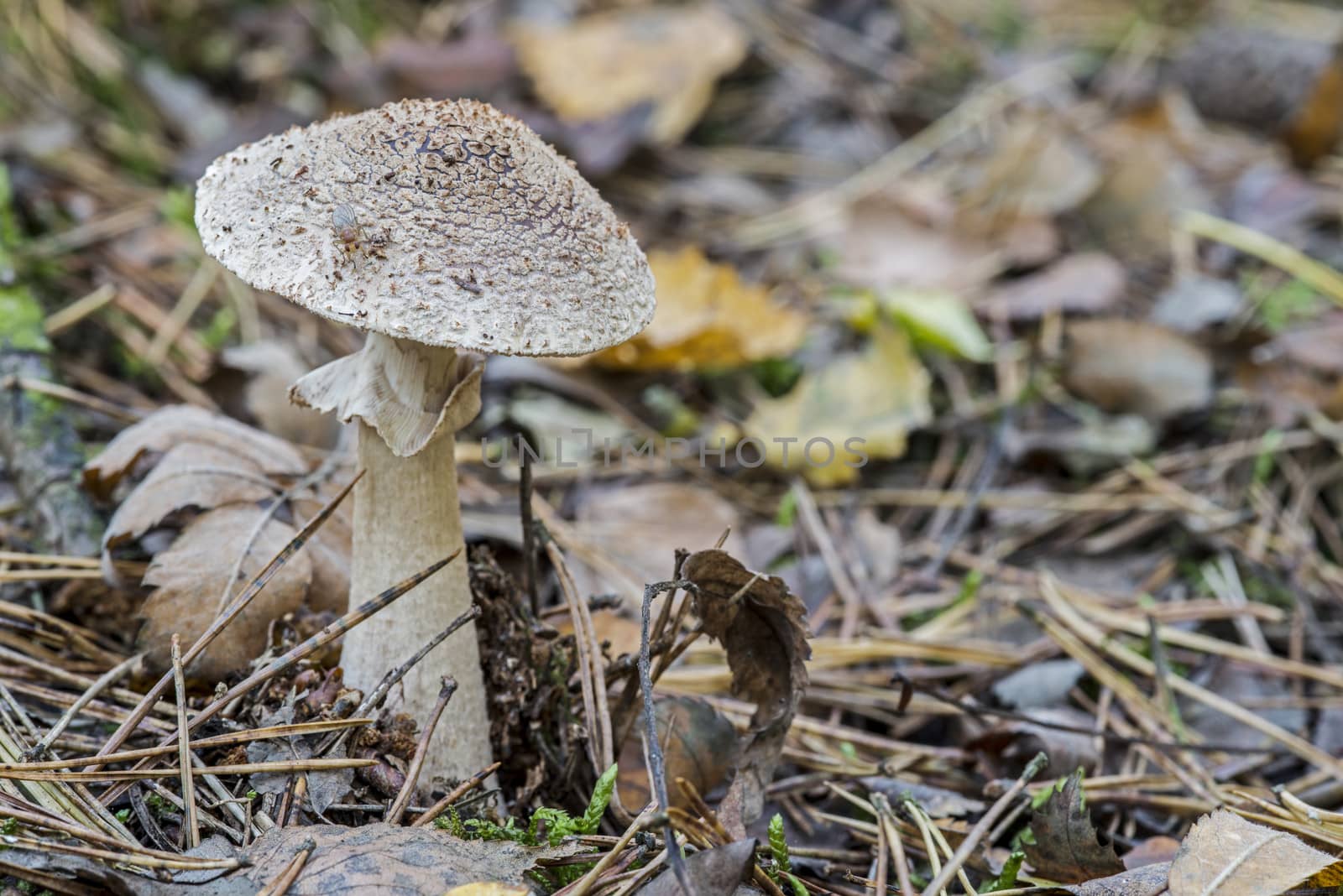 fungus in forest by compuinfoto