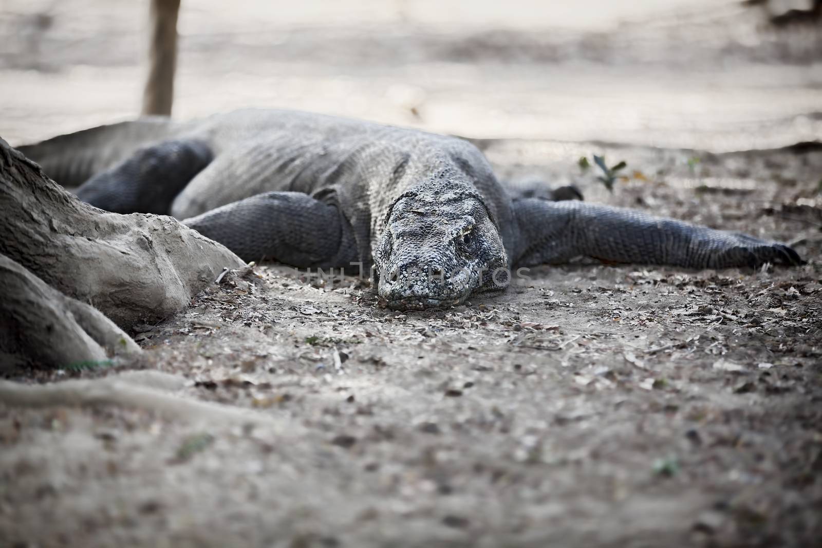 Komodo Dragon walking in the wild on Komodo Island