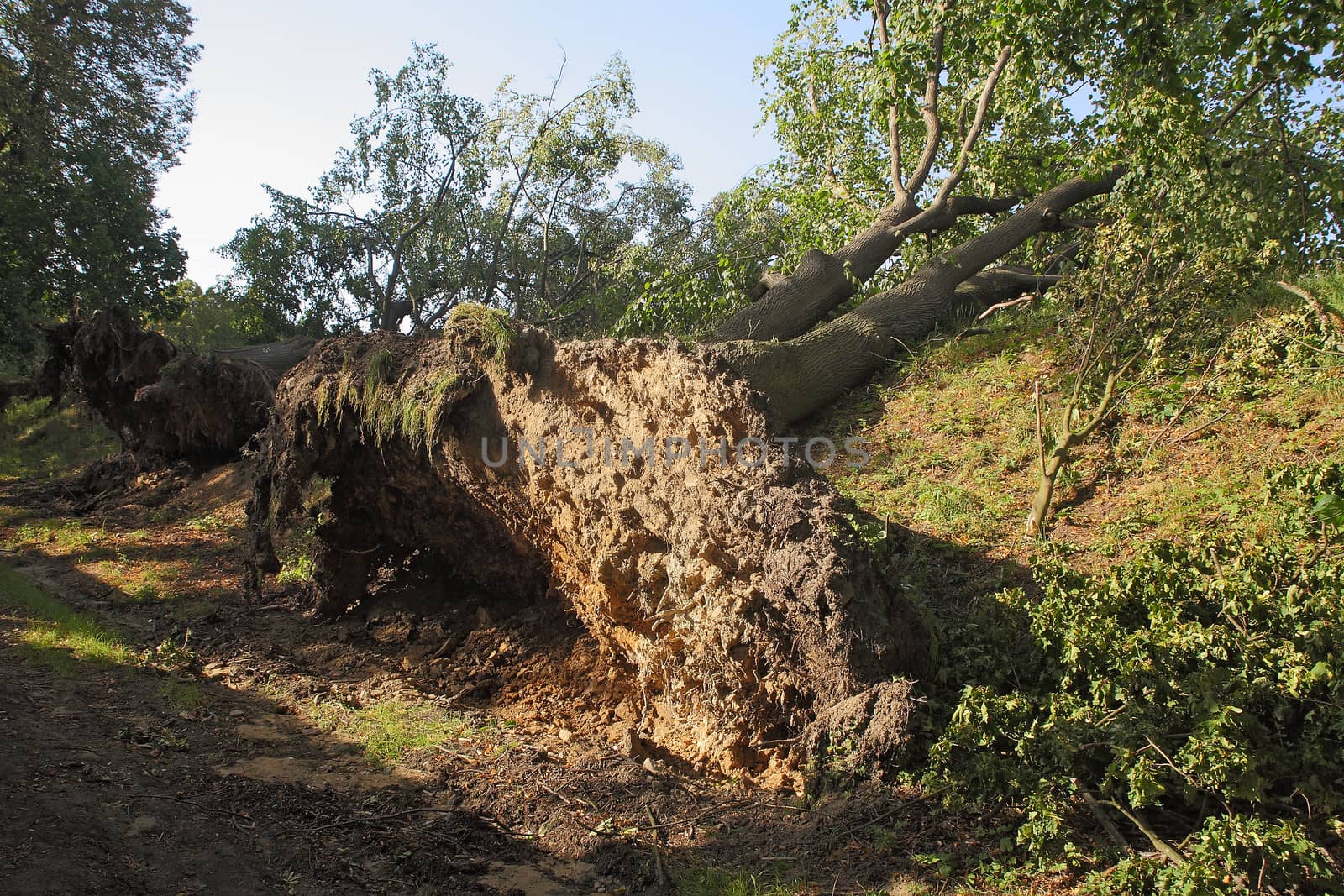 trees uprooted by a strong wind