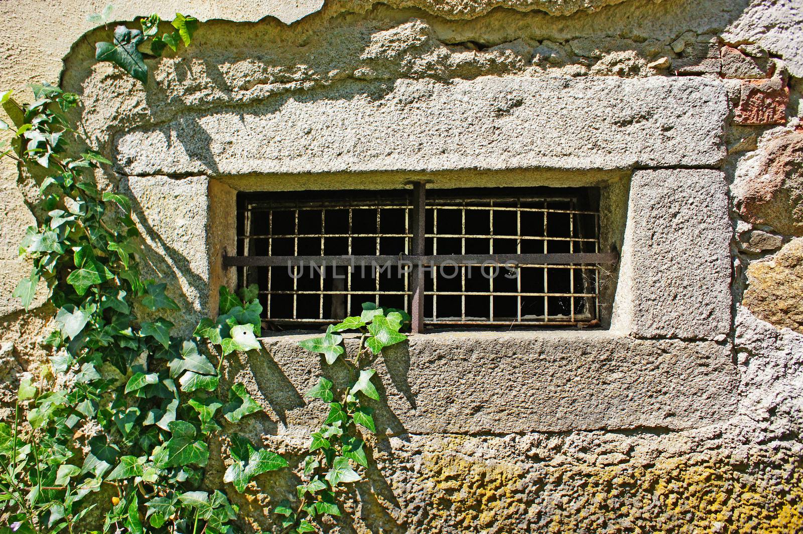 small barred window in a grunde wall overgrown with ivy                     