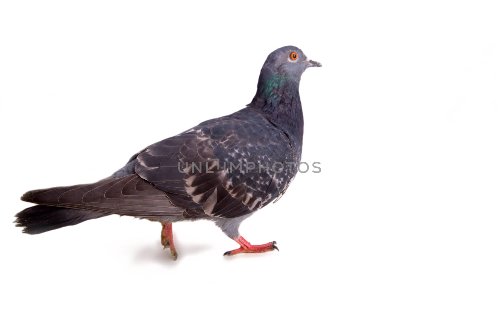 pigeon on a white background close up