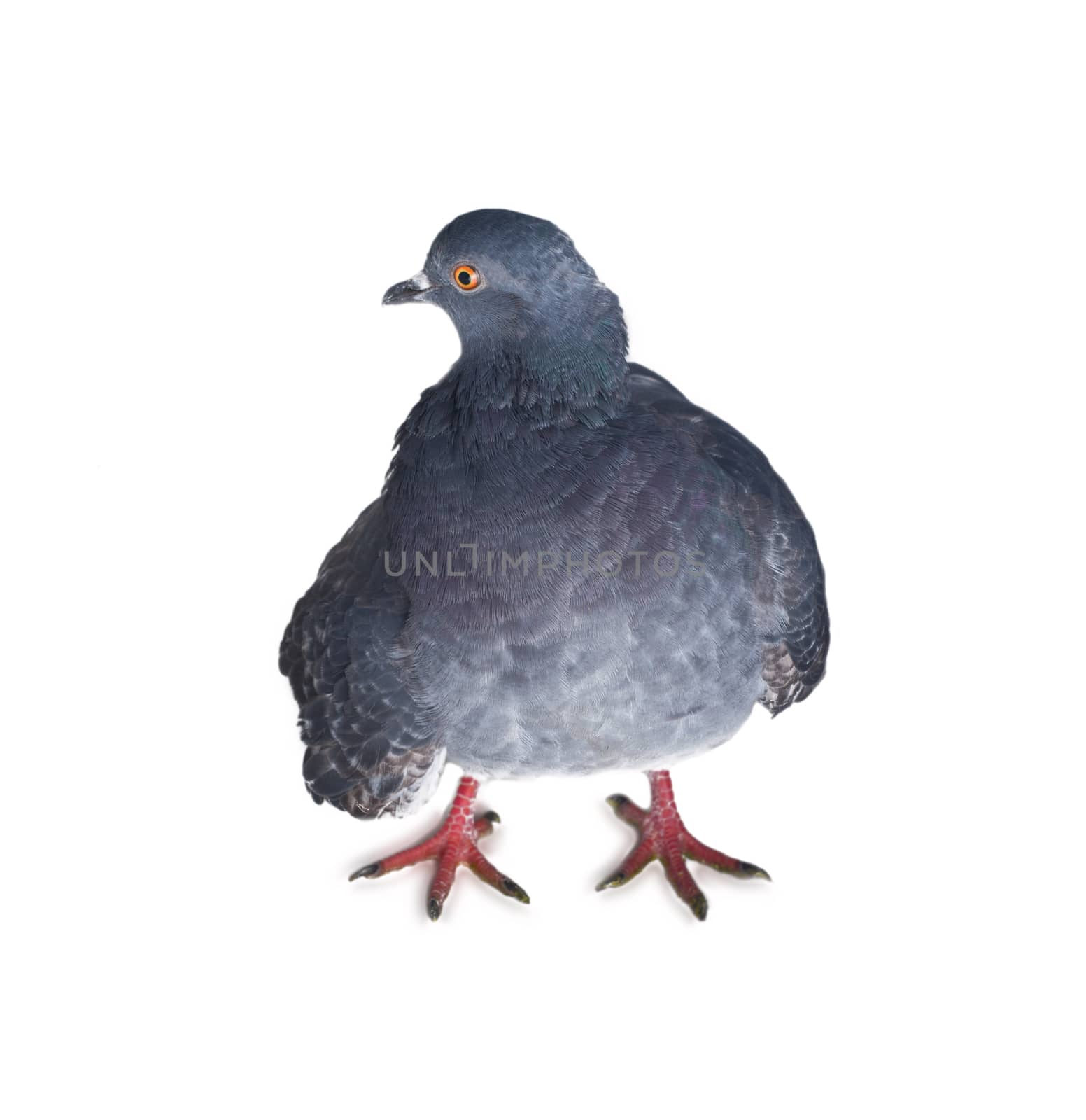 pigeon on a white background close up