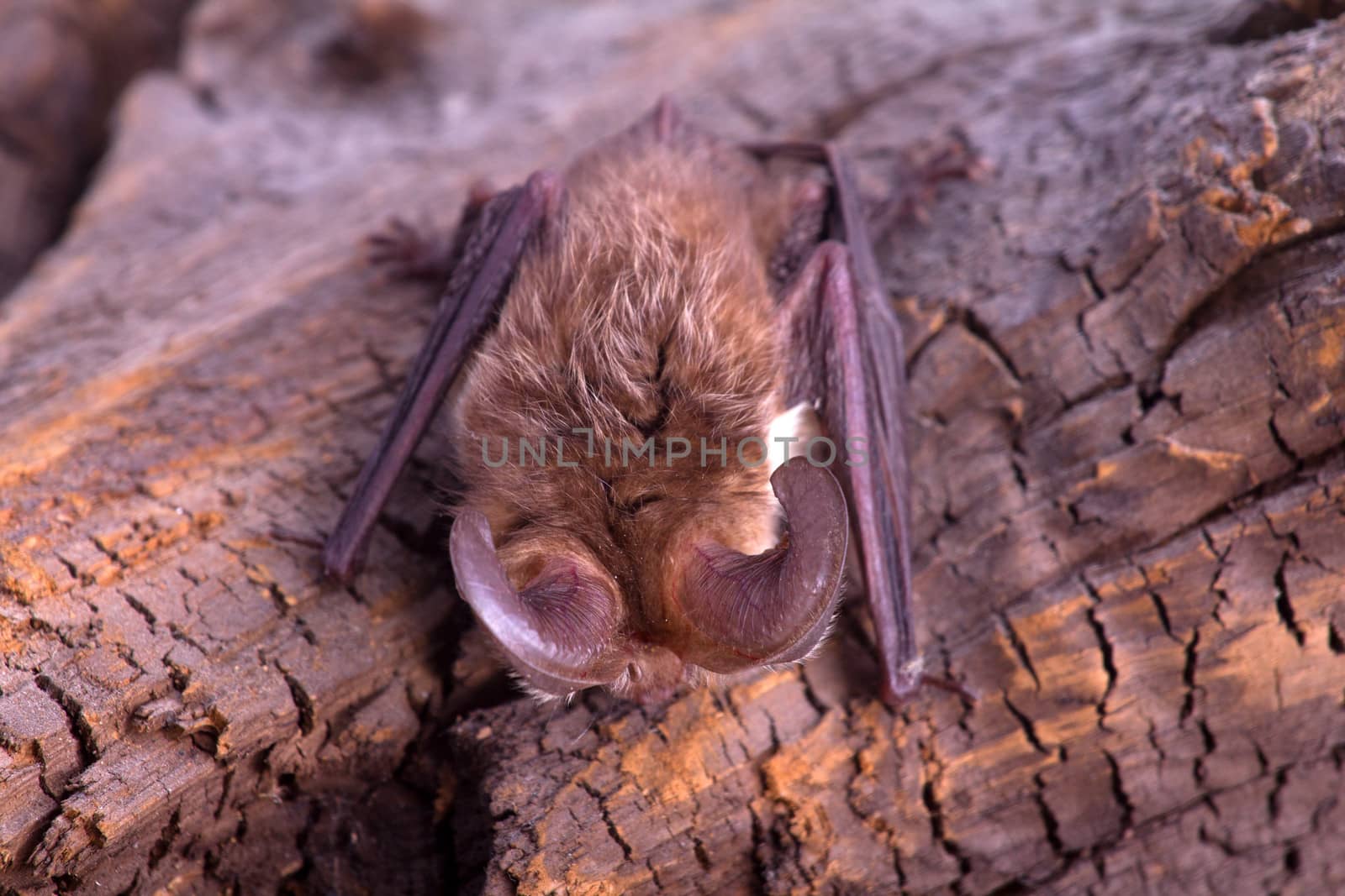 bat close up on a bark background