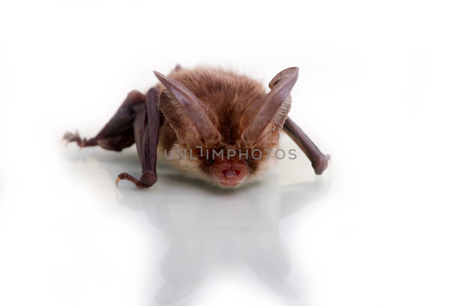 bat close up on a white background