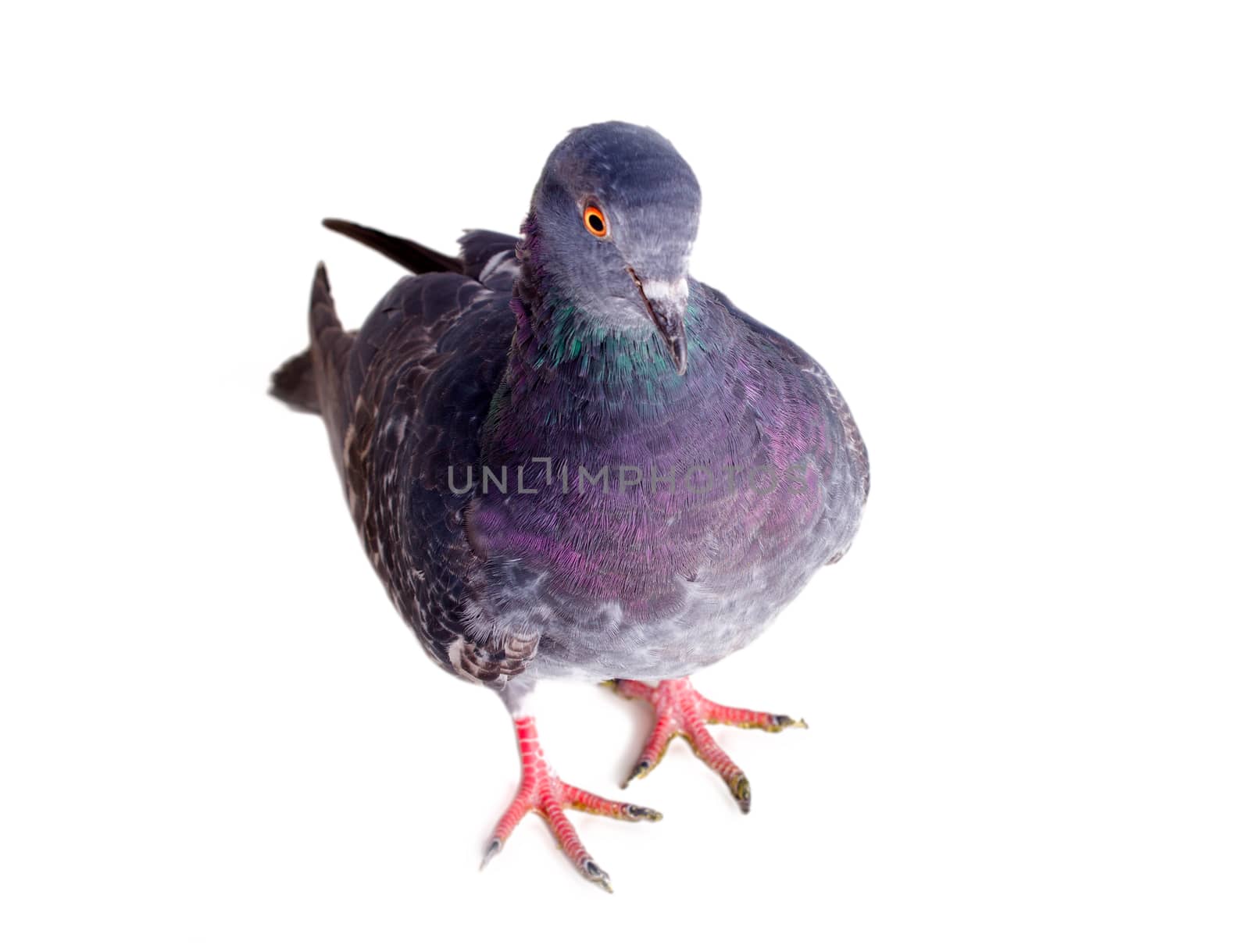 pigeon on a white background close up