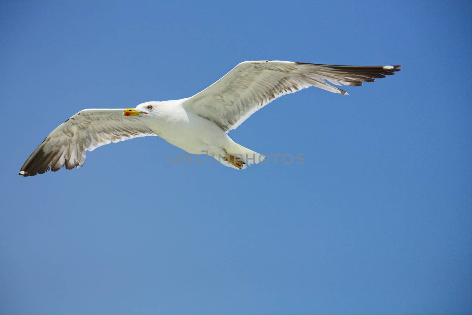 seagull in flight