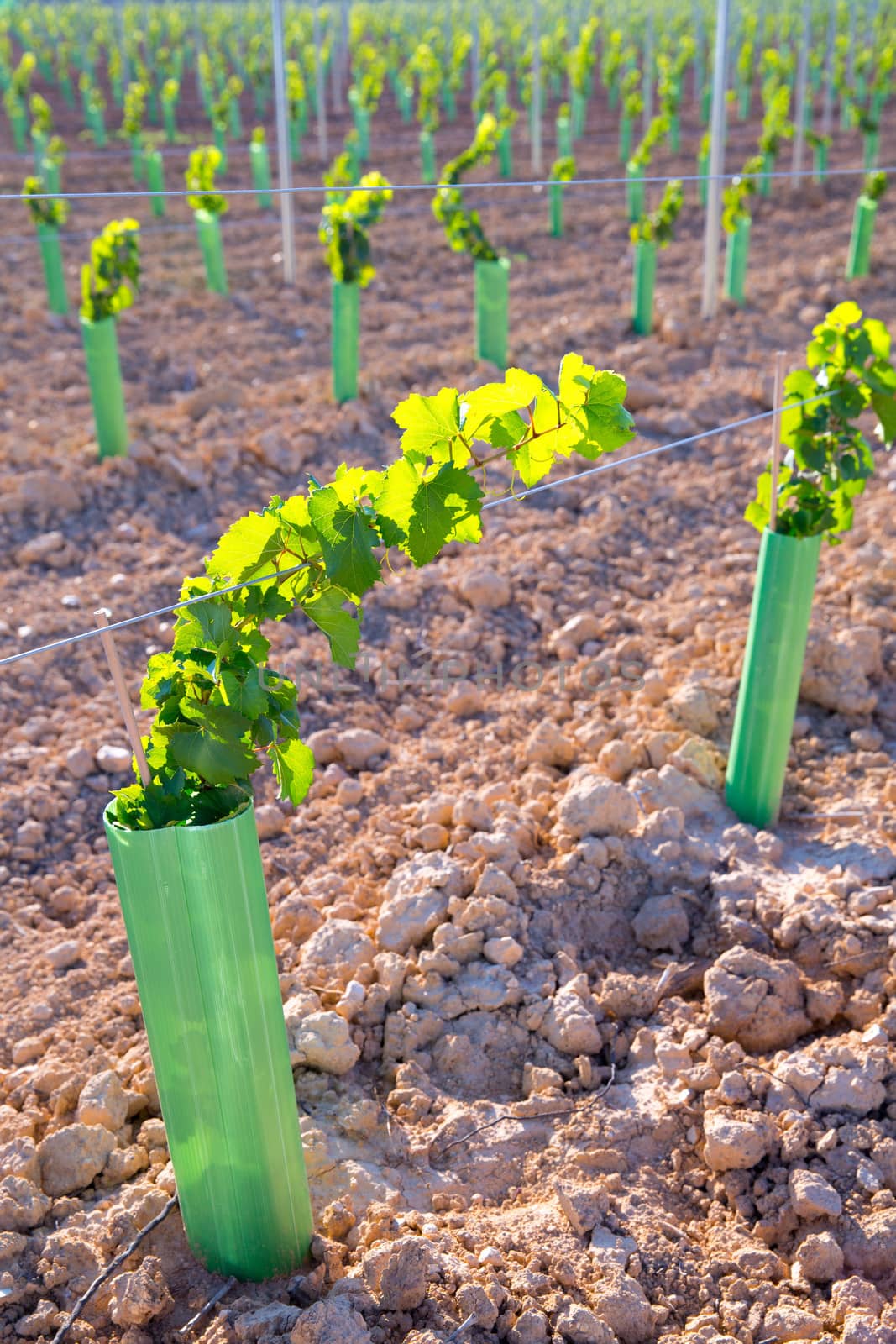 Vineyard sprouts baby grape vines in a row in mediterranean