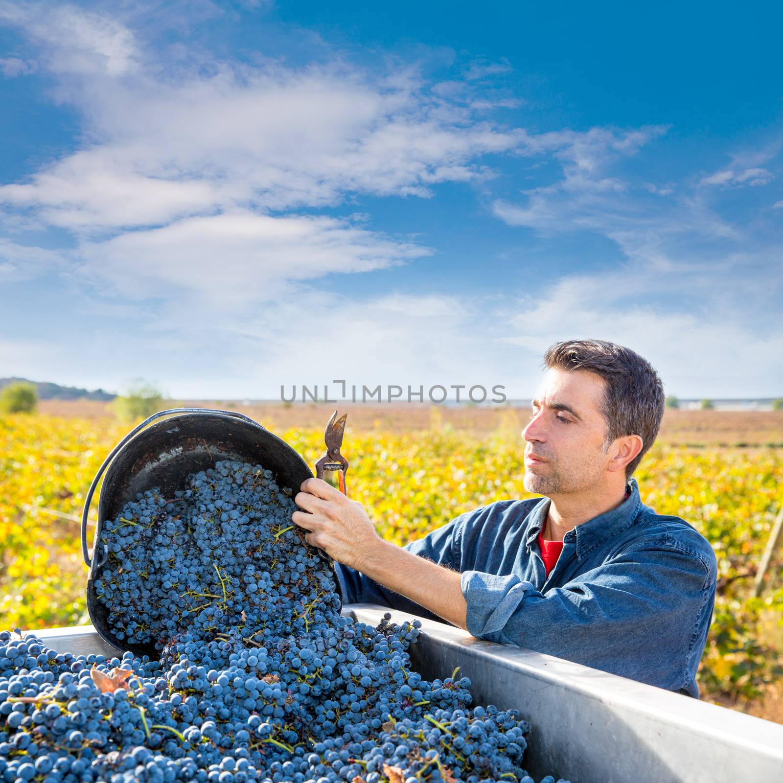 Mediterranean vineyard harvest farmer farming cabernet sauvignon grape field in Spain