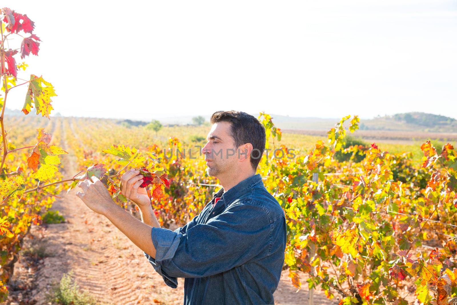 Mediterranean vineyard farmer checking grape leaves in Spain