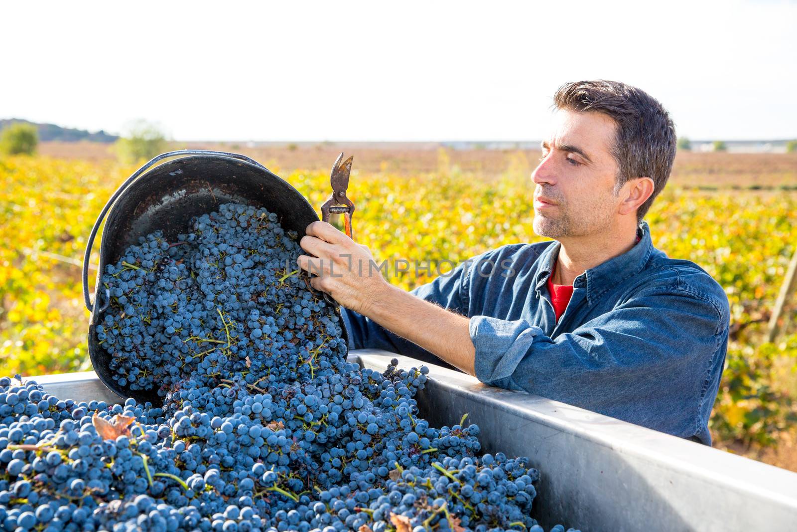 Mediterranean vineyard harvest farmer farming cabernet sauvignon grape field in Spain