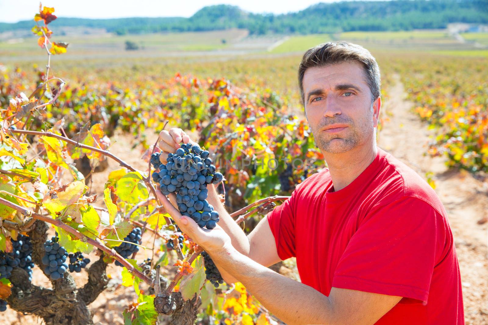 Winemaker harvesting Bobal grapes in mediterranean vineyard fields
