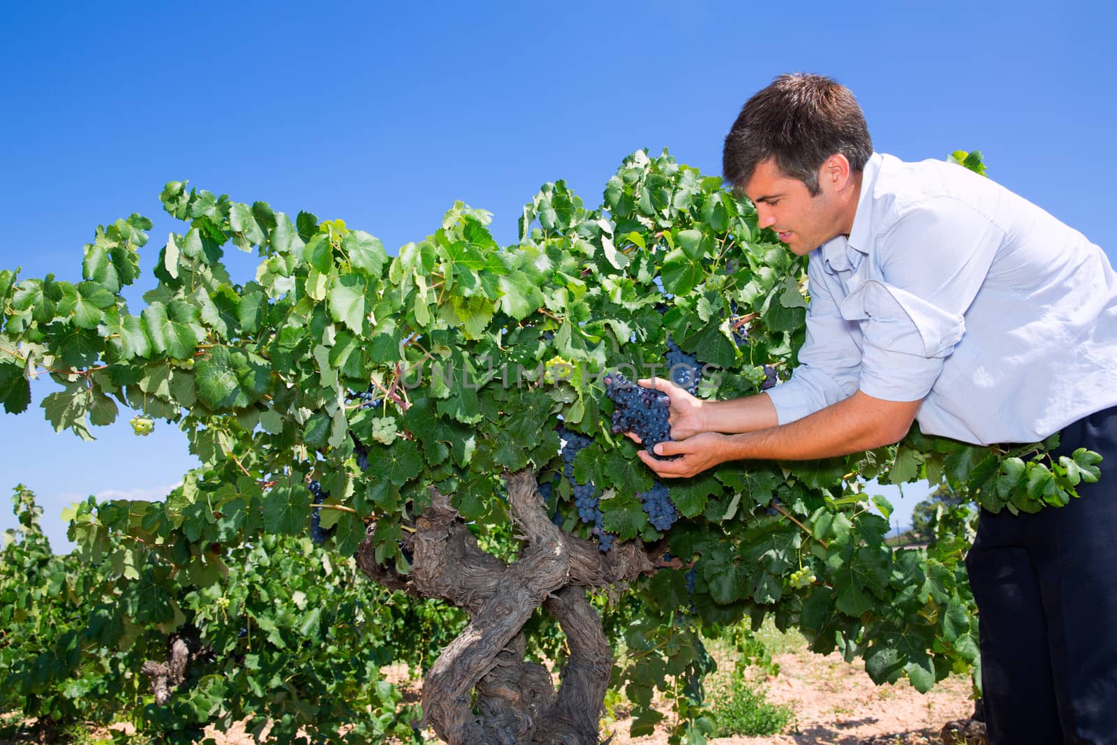 Winemaker oenologist checking bobal wine grapes ready for harvest in Mediterranean