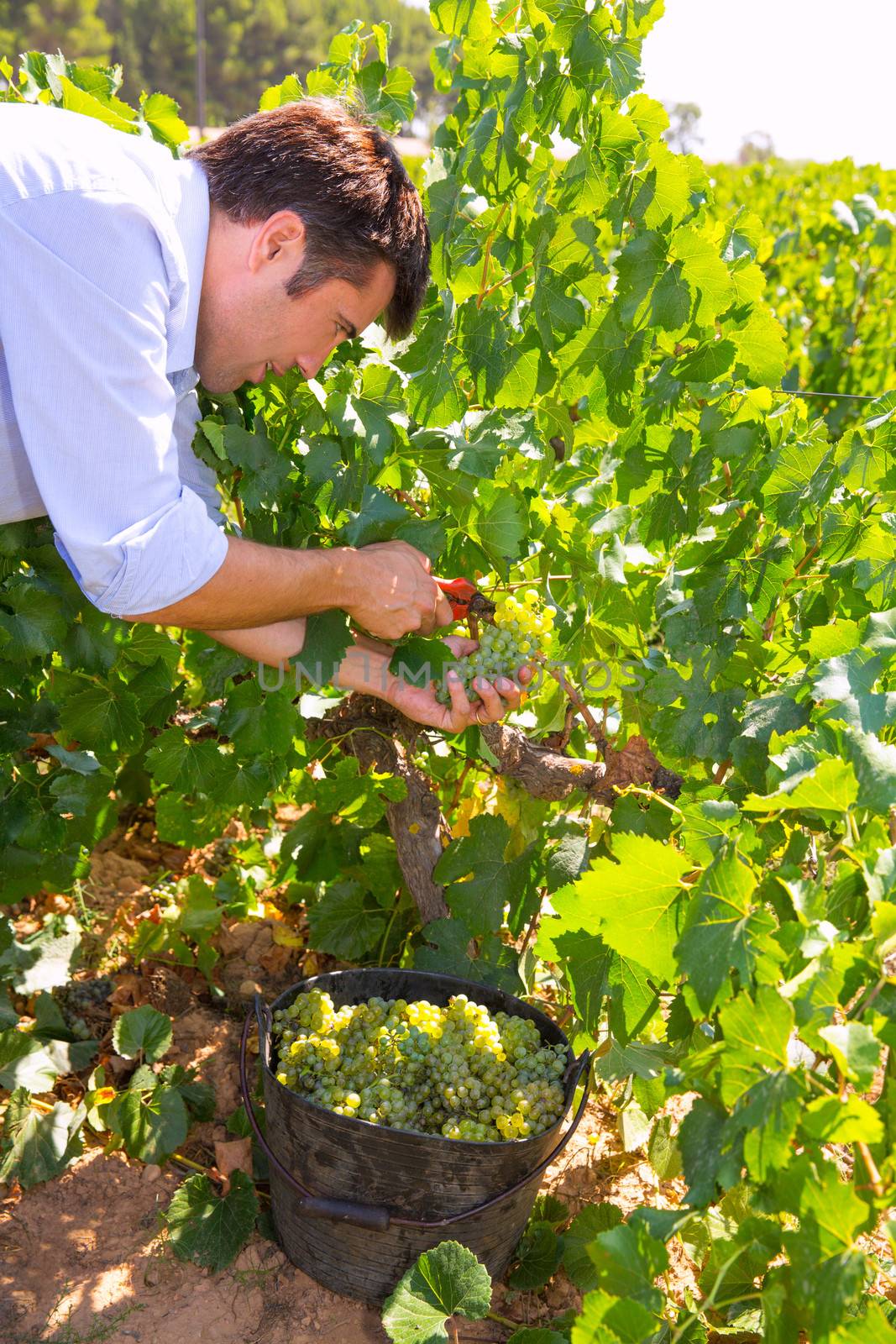 chardonnay harvesting with harvester farmer winemaker in Mediterranean