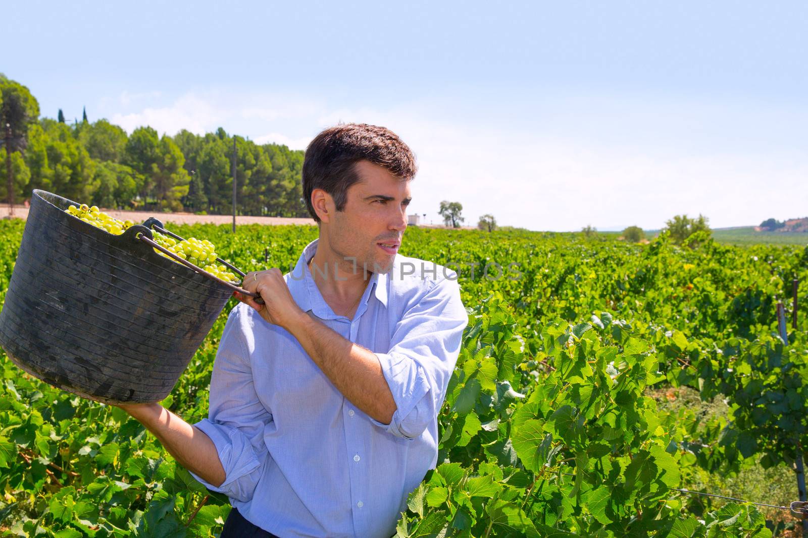 chardonnay harvesting with harvester farmer winemaker by lunamarina