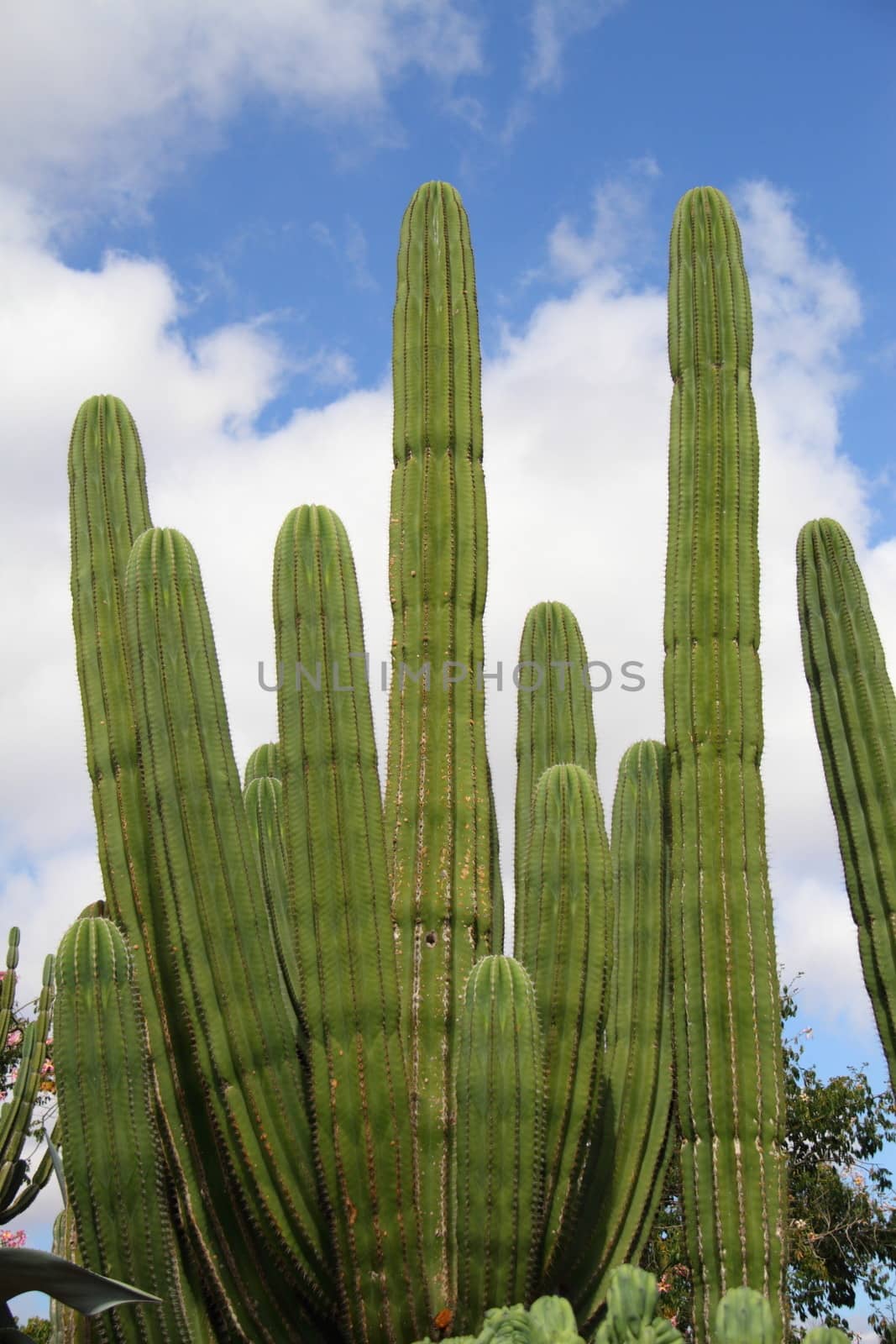 Cactus by mitzy