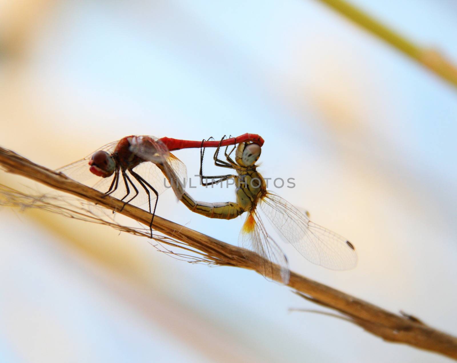 Dragonfly mating by mitzy