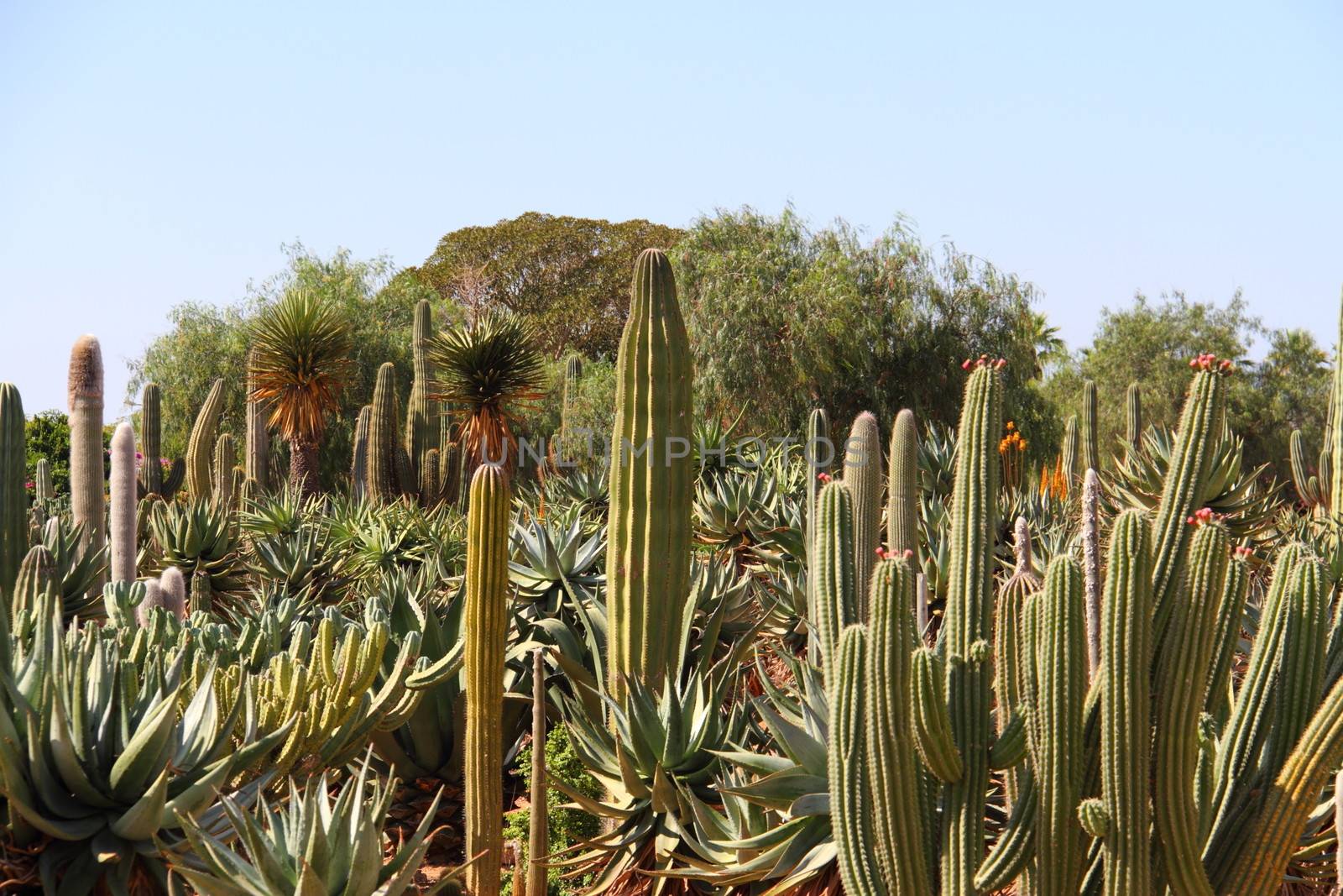 Cacti at Bontanicactus,Ses Selines, Mallorca, Spain by mitzy
