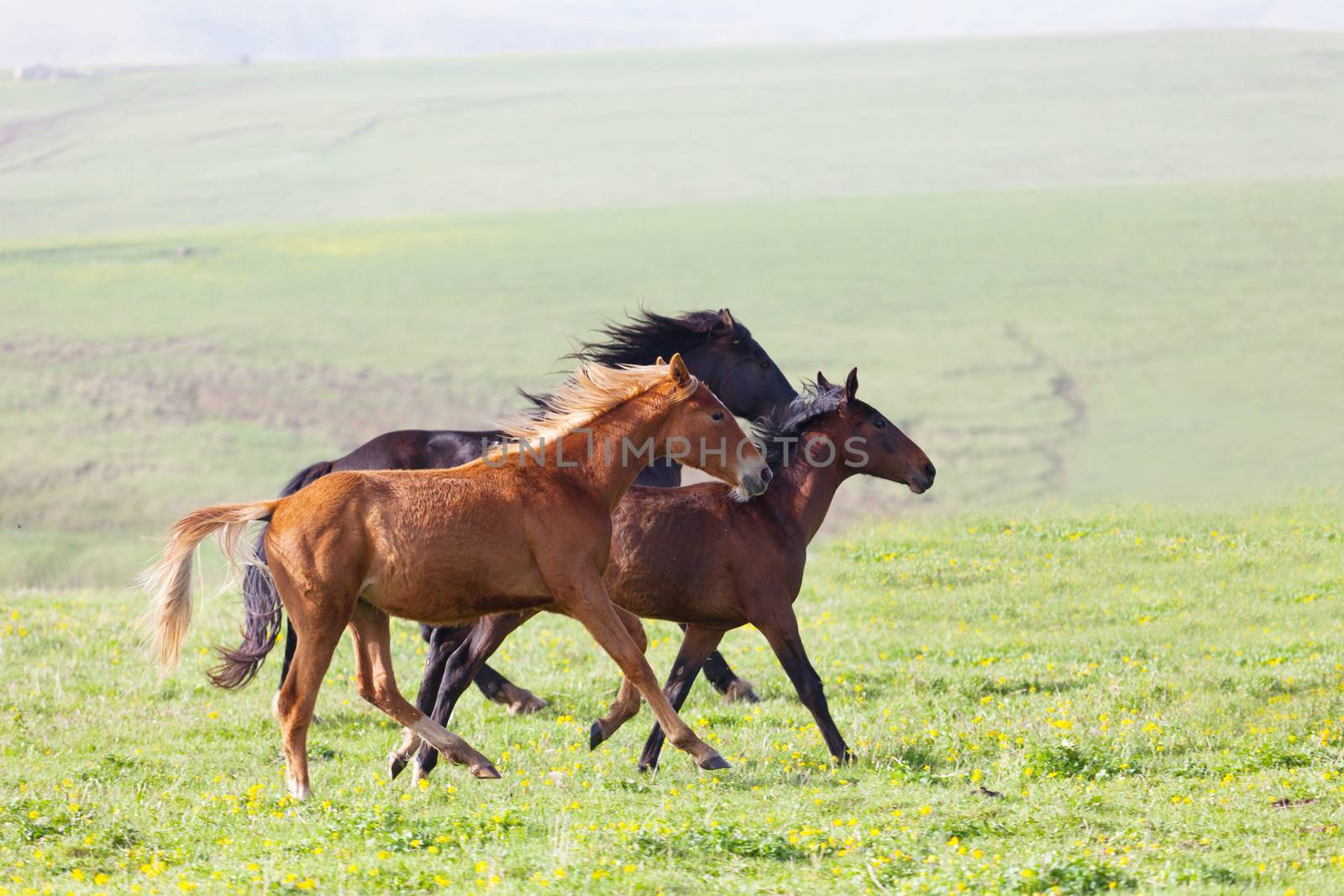 Three horses run on a mountain pasture by elena_shchipkova