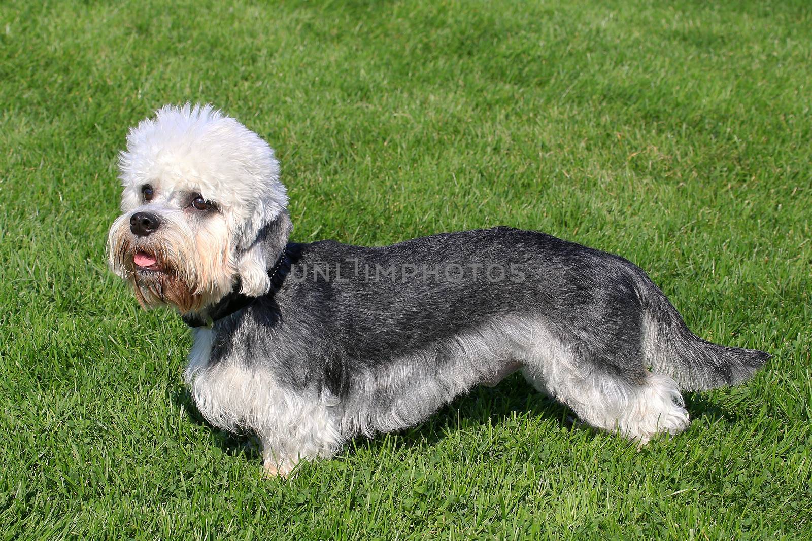 Dandie Dinmont Terrier on a green grass lawn by CaptureLight