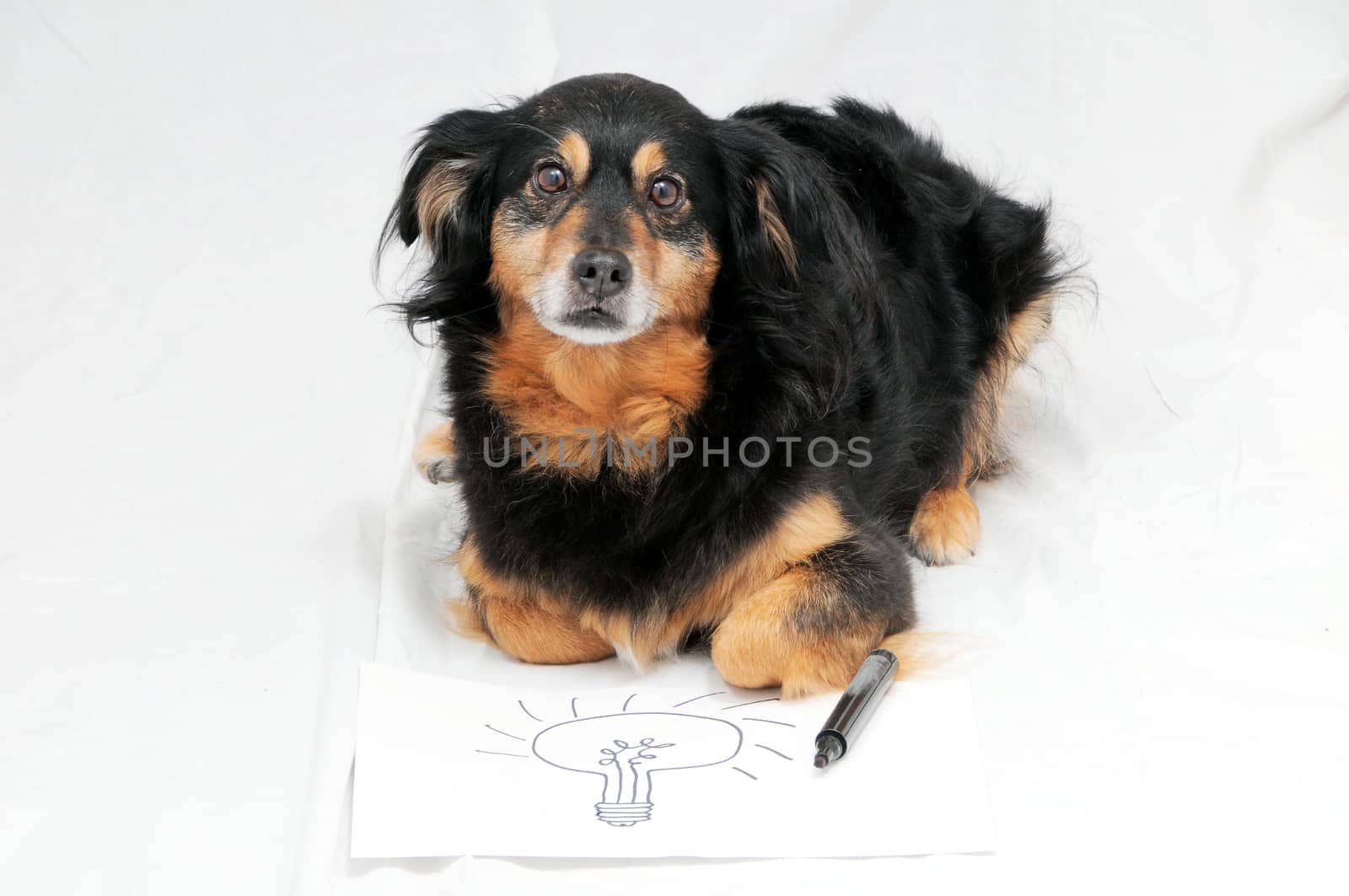 One Female Old Black Dog Drawing on a White Paper