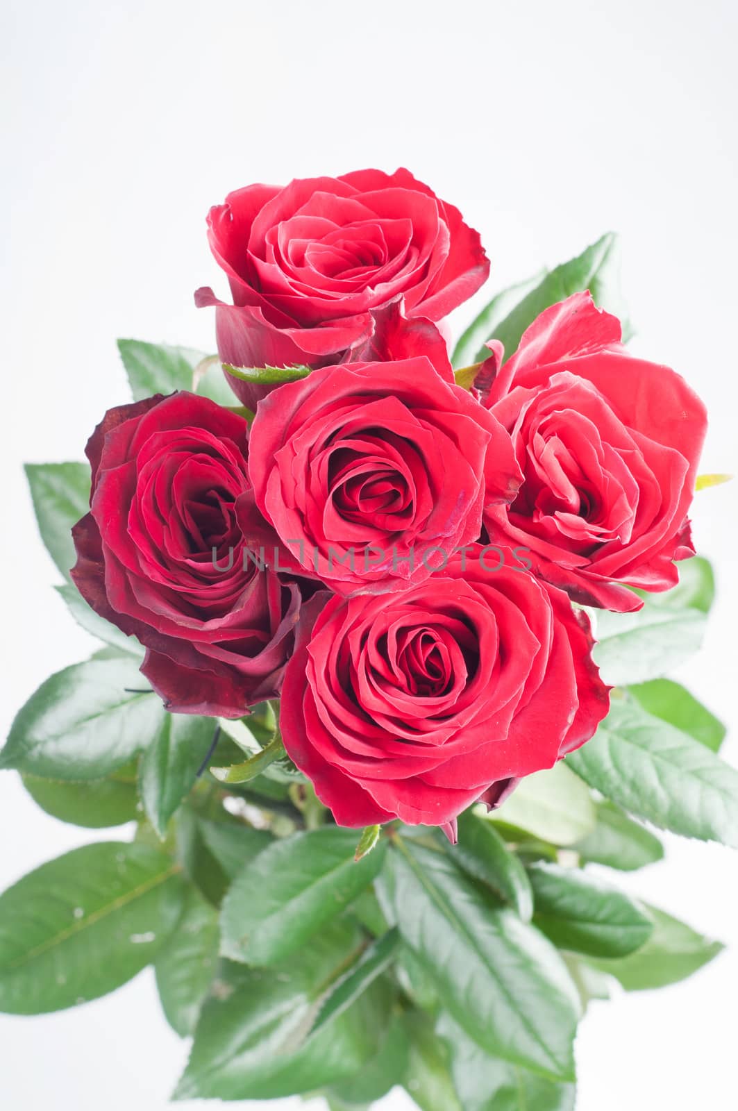 Bouquet from red roses on the light background