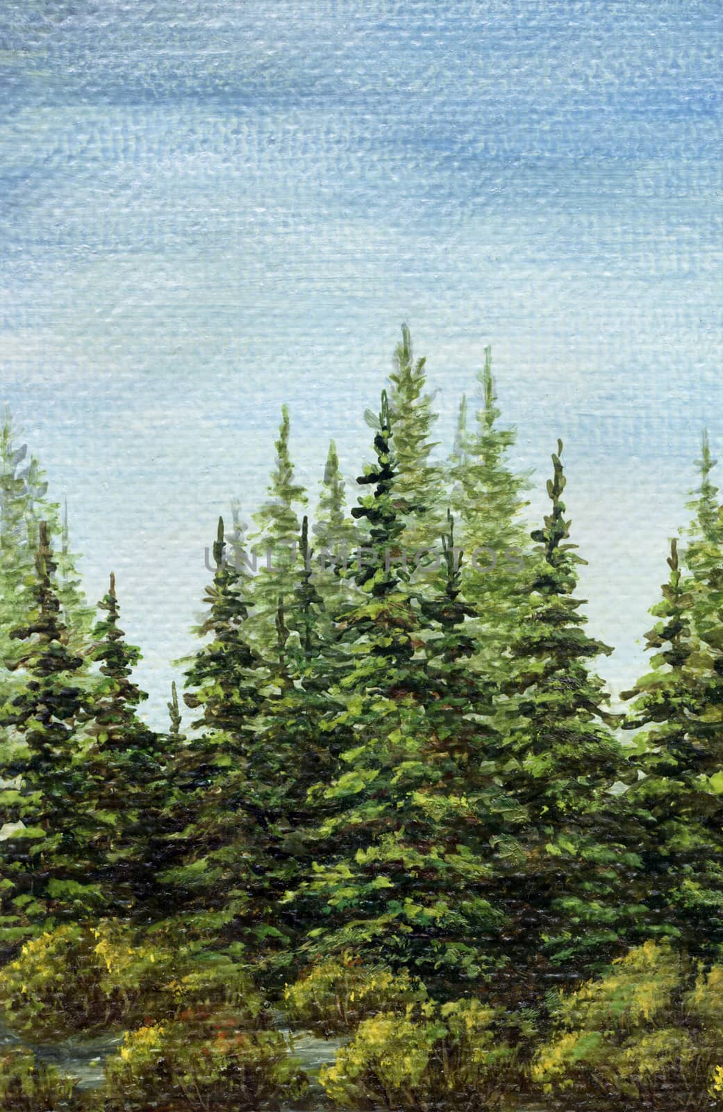 Painting, picture oil paints on a canvas. Landscape, spruce forest