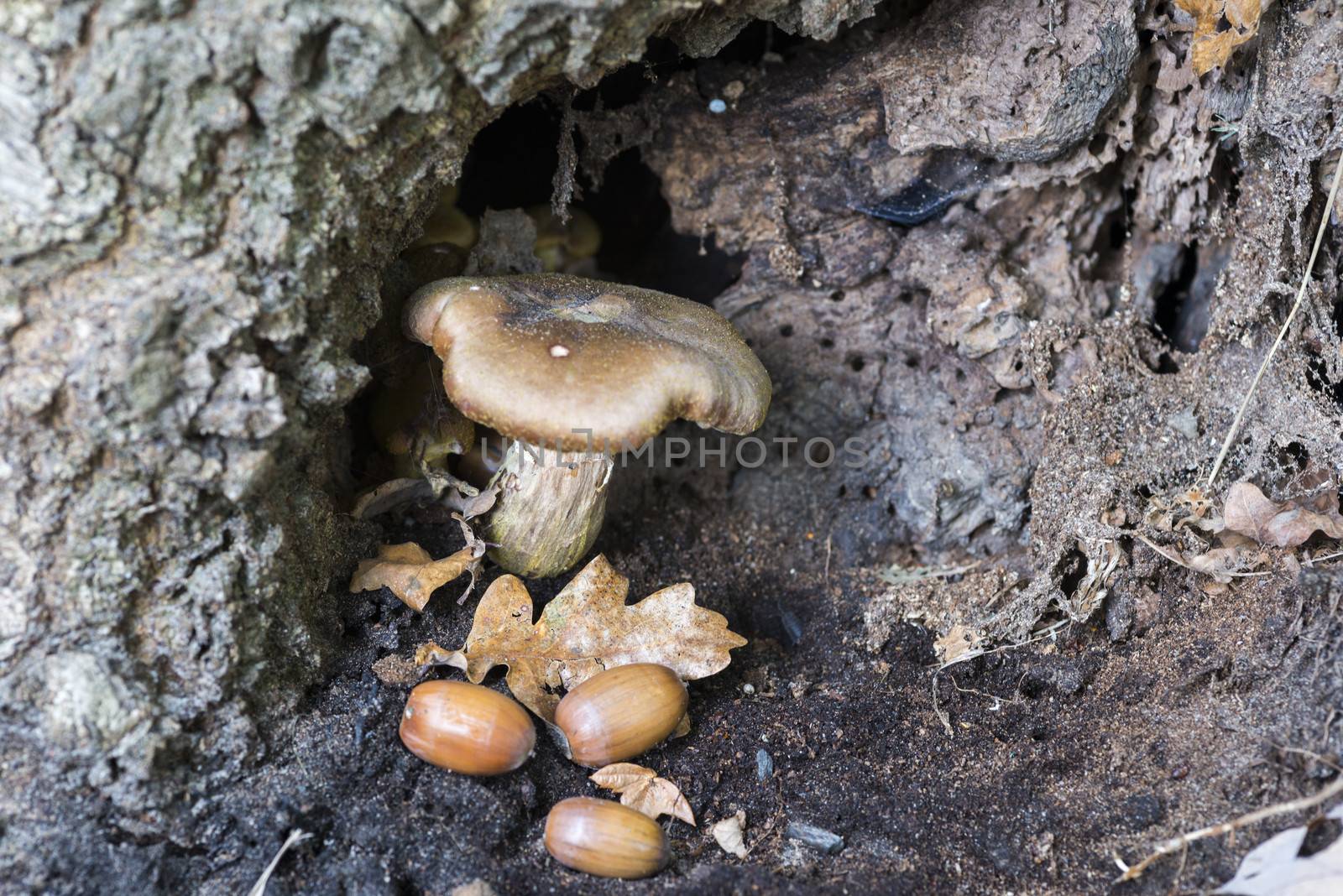 small fungus in hole of tree