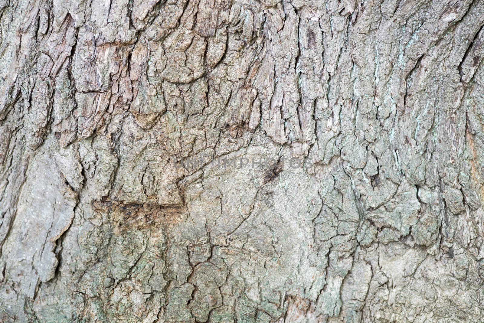 background of old  tree bark in nature