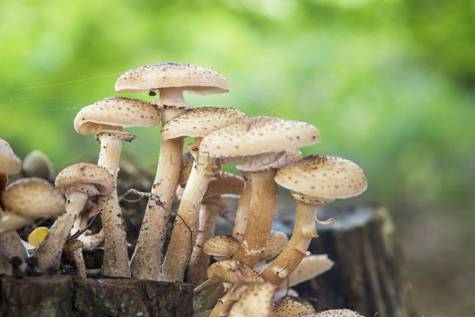 very small fungus on tree with green background