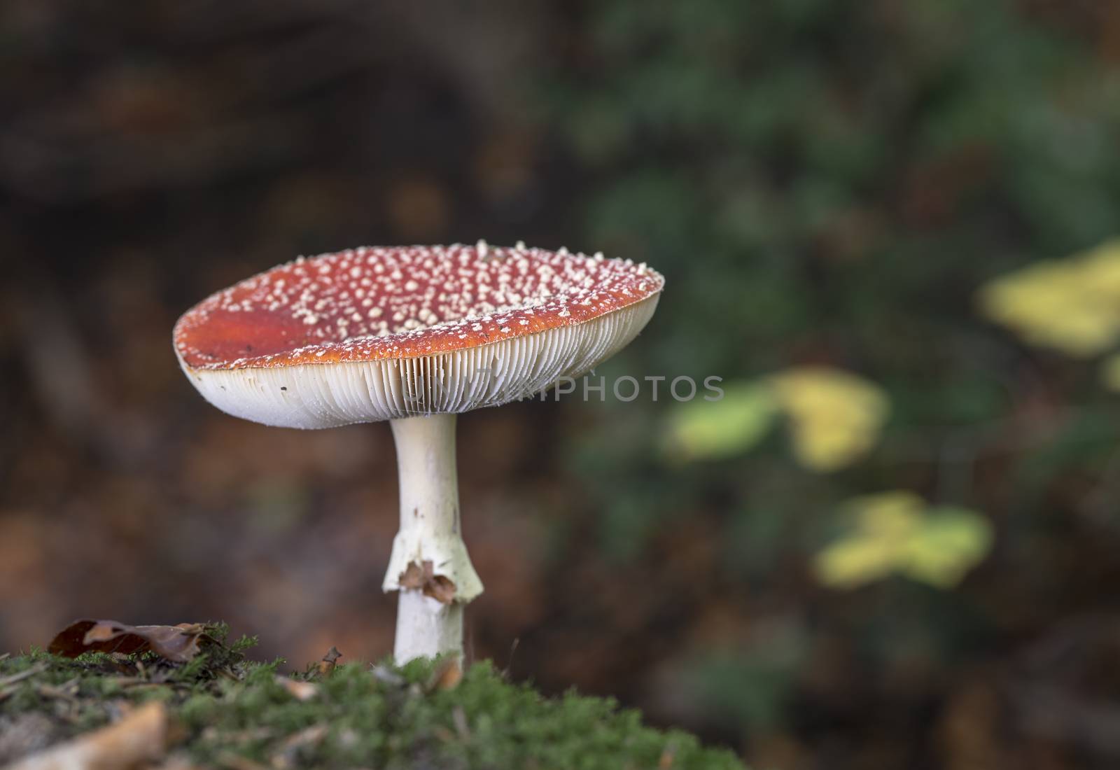 Amanita muscaria or fly agaric fungus in german nature