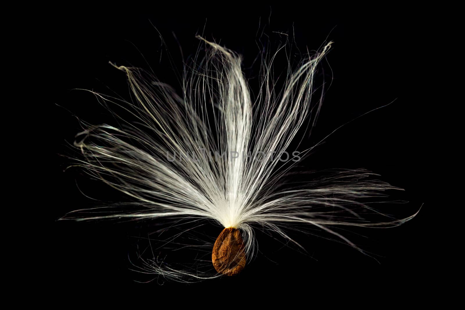 Highly detailed macro image of a single seed pod from Swamp Milkweed flower Asclepias incarnata which has wispy windblown feathery strands attached to brown seeds that are carefully aligned in the shell