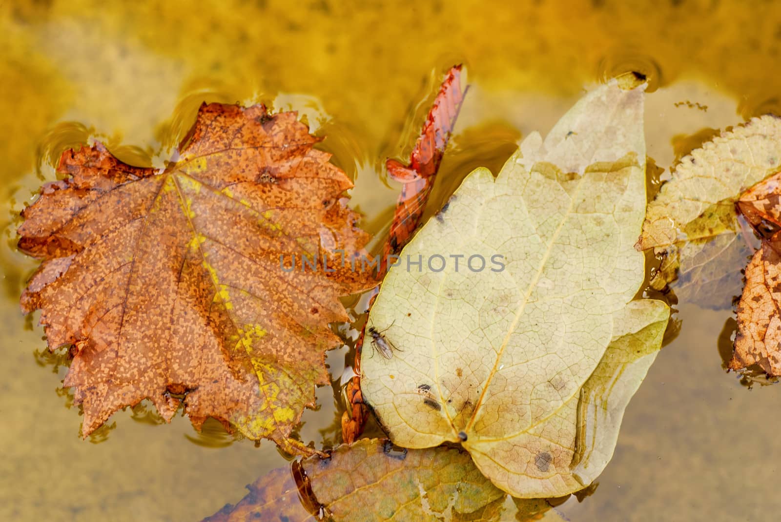 Fallen yellow leaves on the water to board in autumn