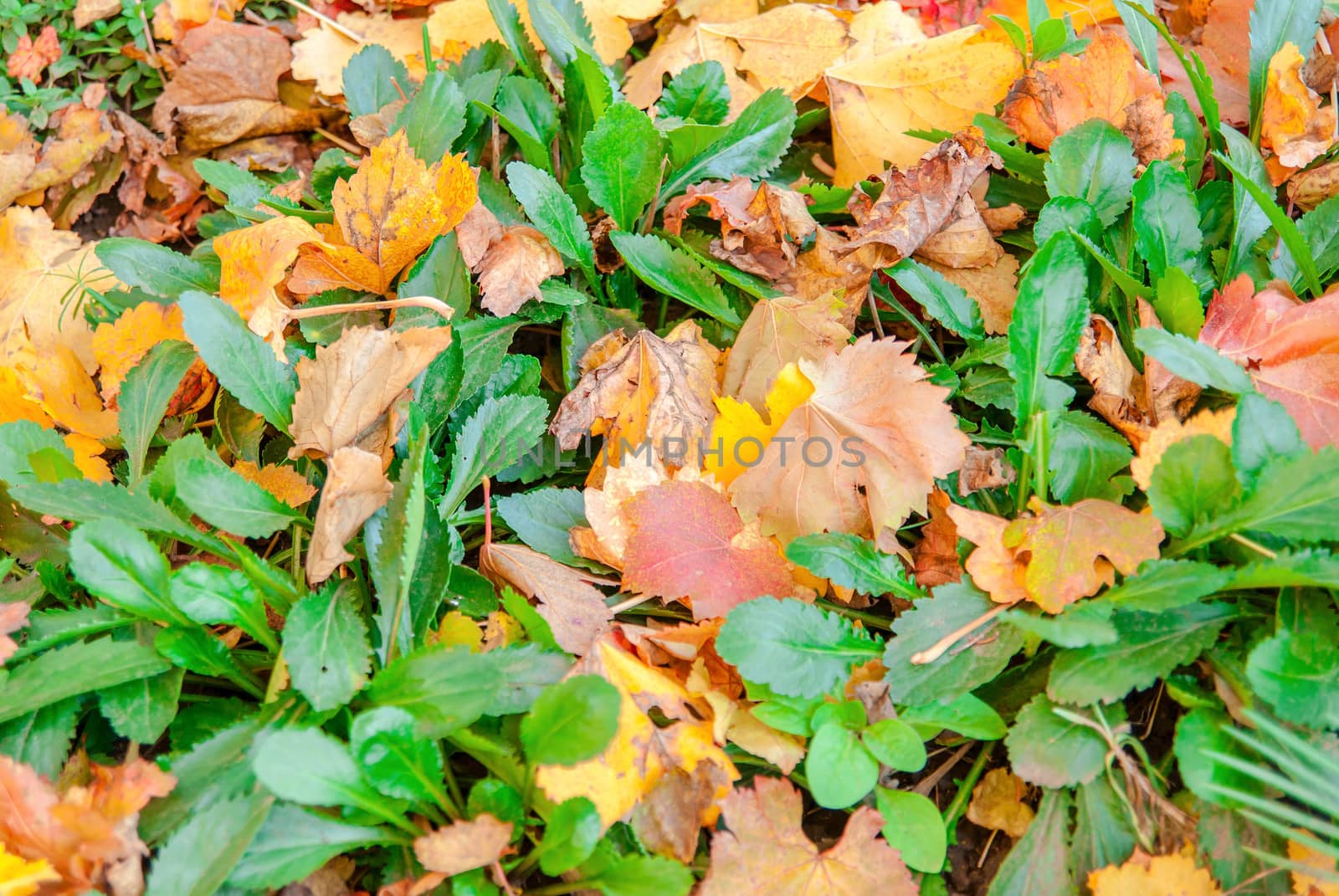 yellow  autumn leaves on the background on green grass