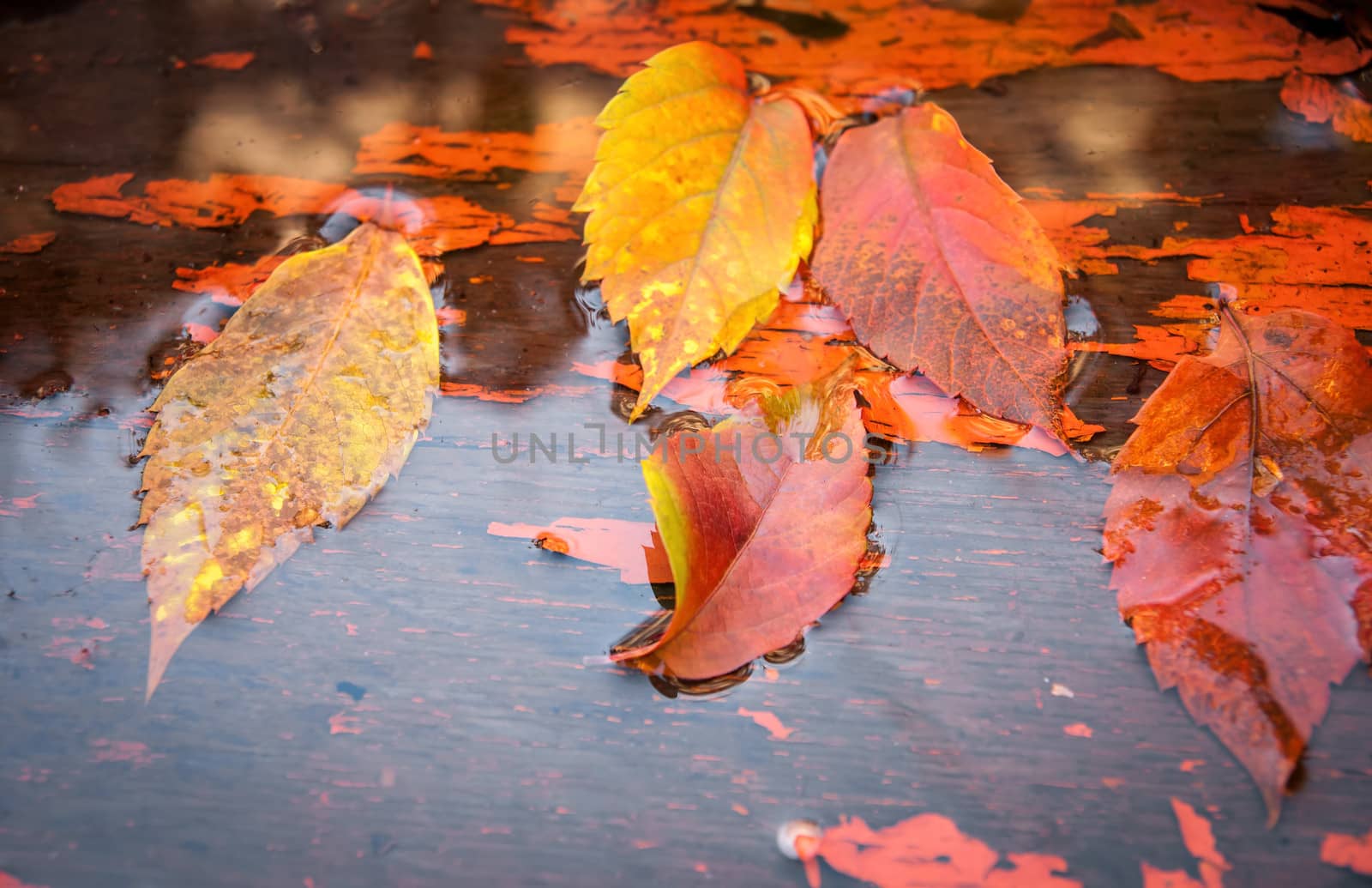 Fallen yellow leaves on the water to board in autumn