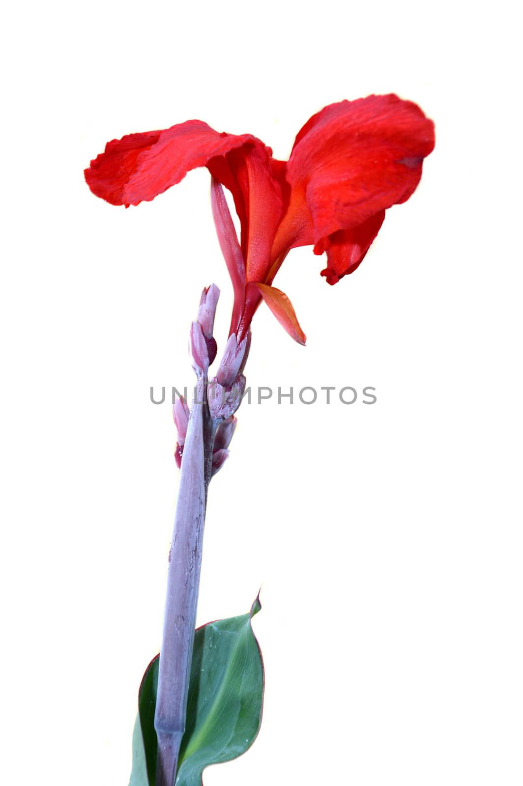 Kana Flowers (Canna Lily or Canna Indica) on white background