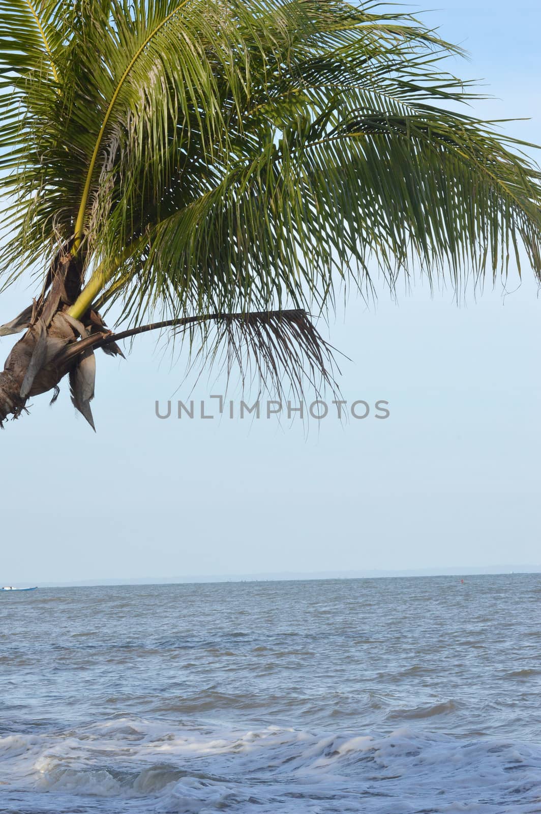 coconut palm by antonihalim