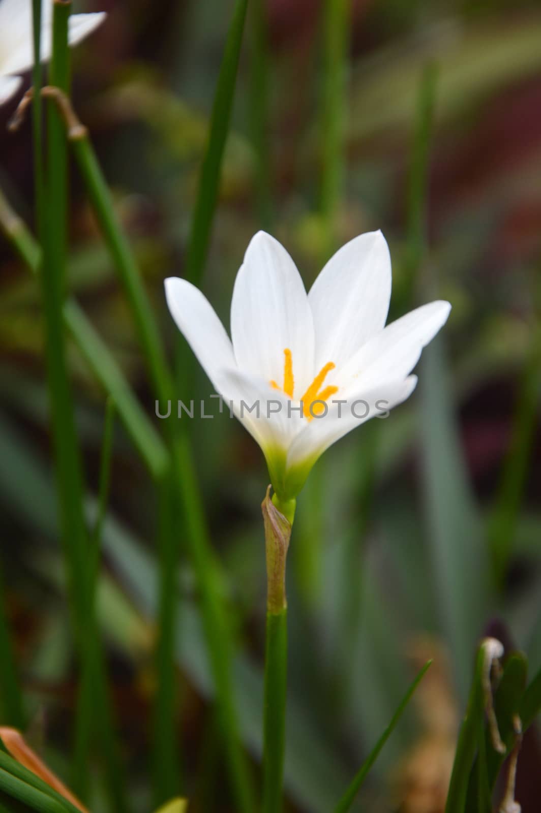 white crocus flowers