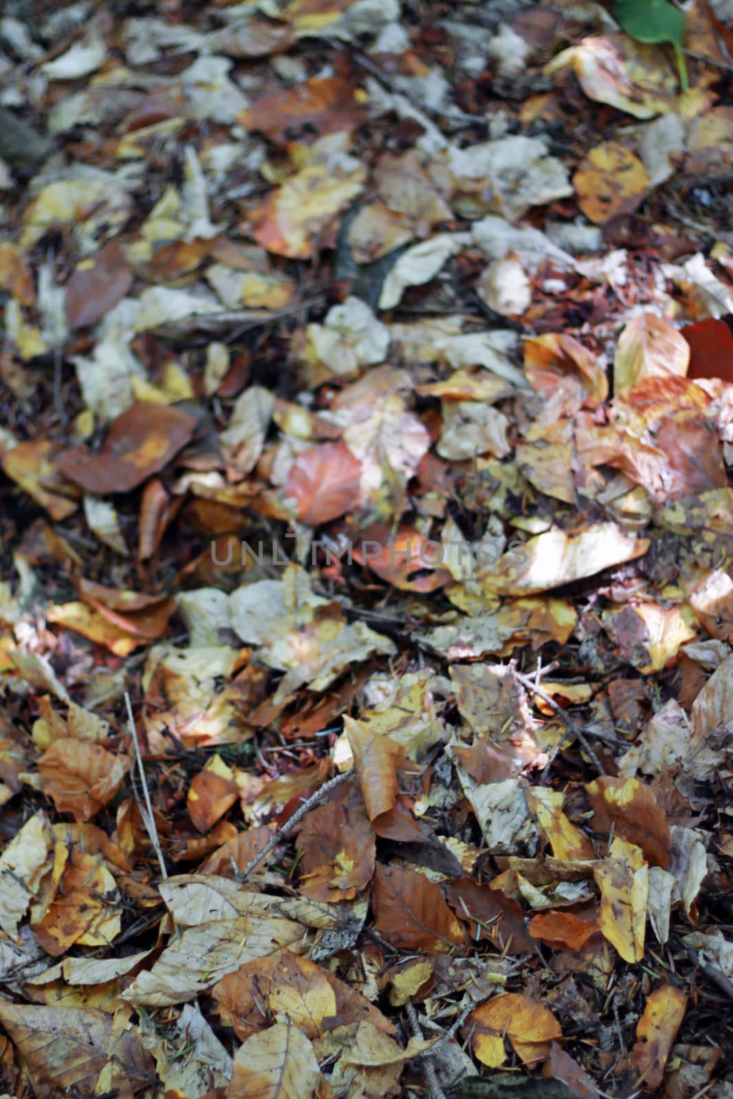 Yellow fallen autumn leaves on the ground