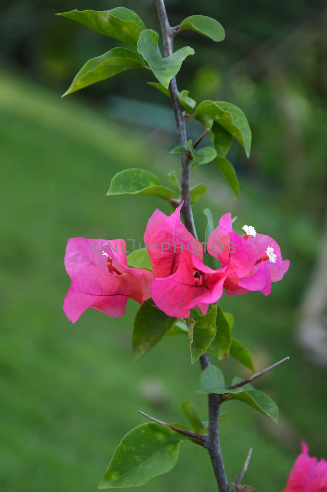 bougainvillea spectabilis by antonihalim