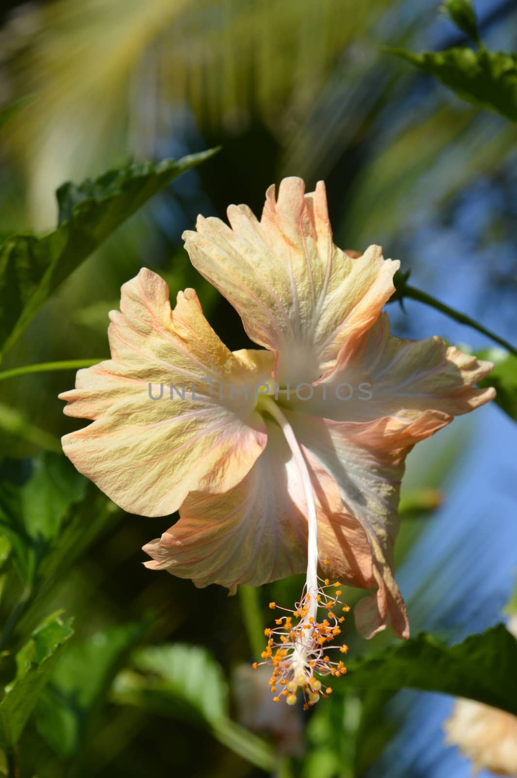 bright orange hibiscus flower by antonihalim