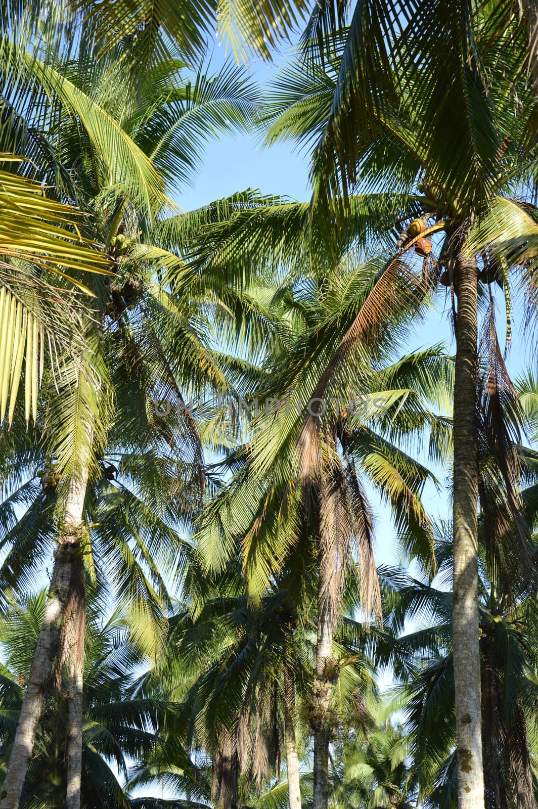 coconut tree in countryside