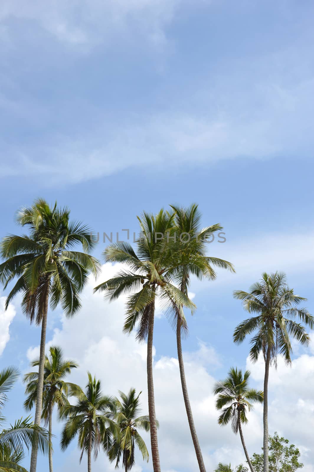 coconut tree agaist blue sky