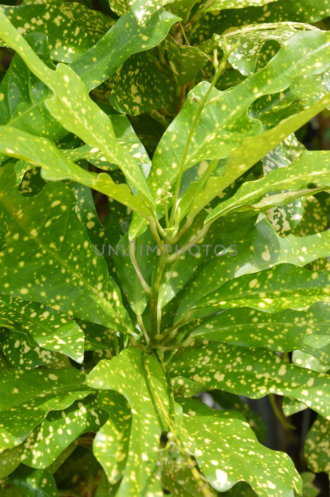 jescamine - codigeum variegatum (l) blume