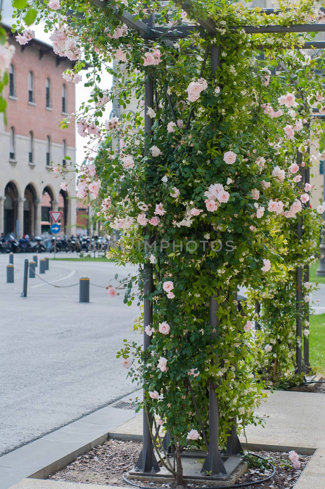 Climbing plants on a pole in downtown