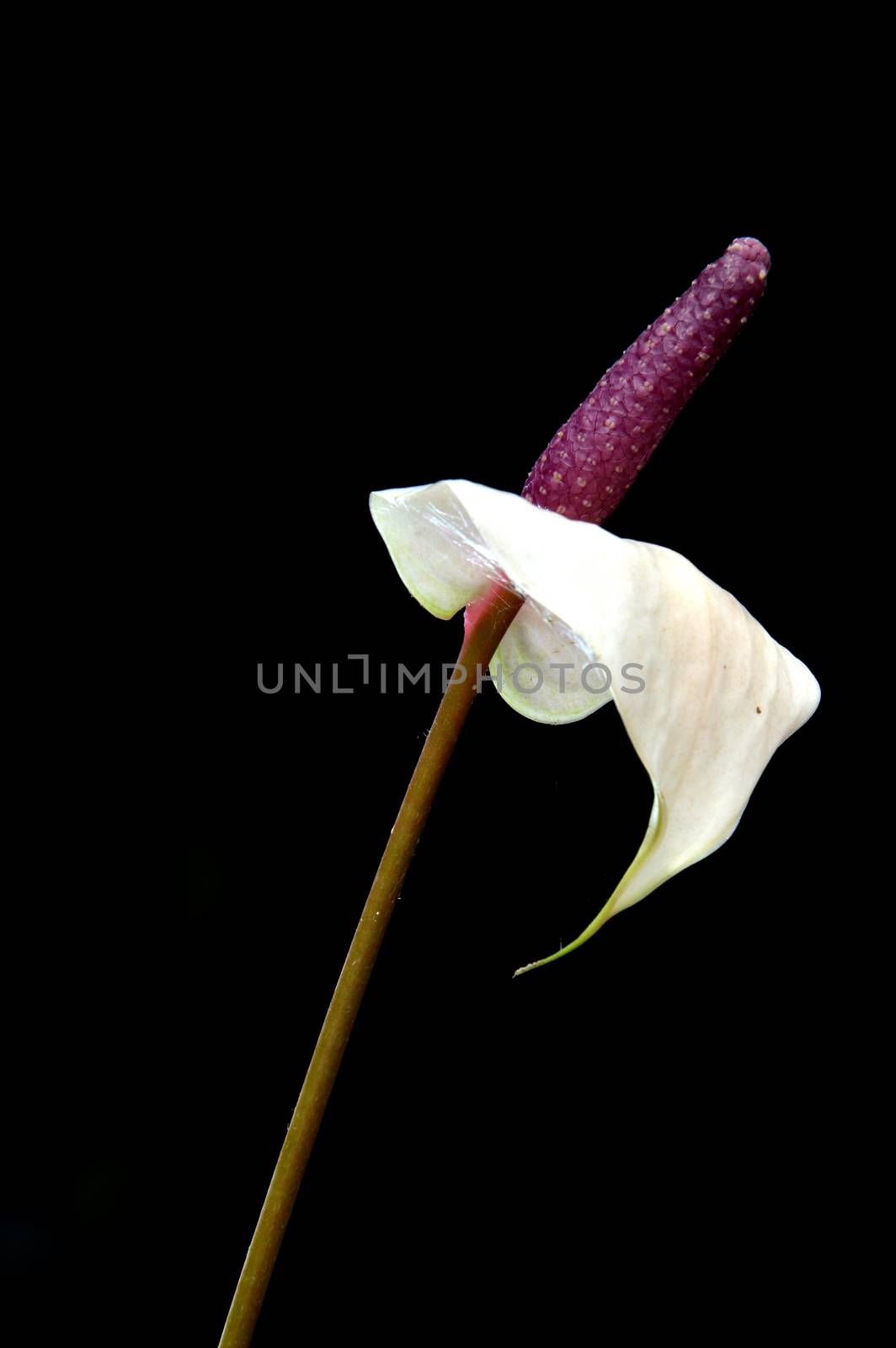 Flamingo Flower (Anthurium) on black background