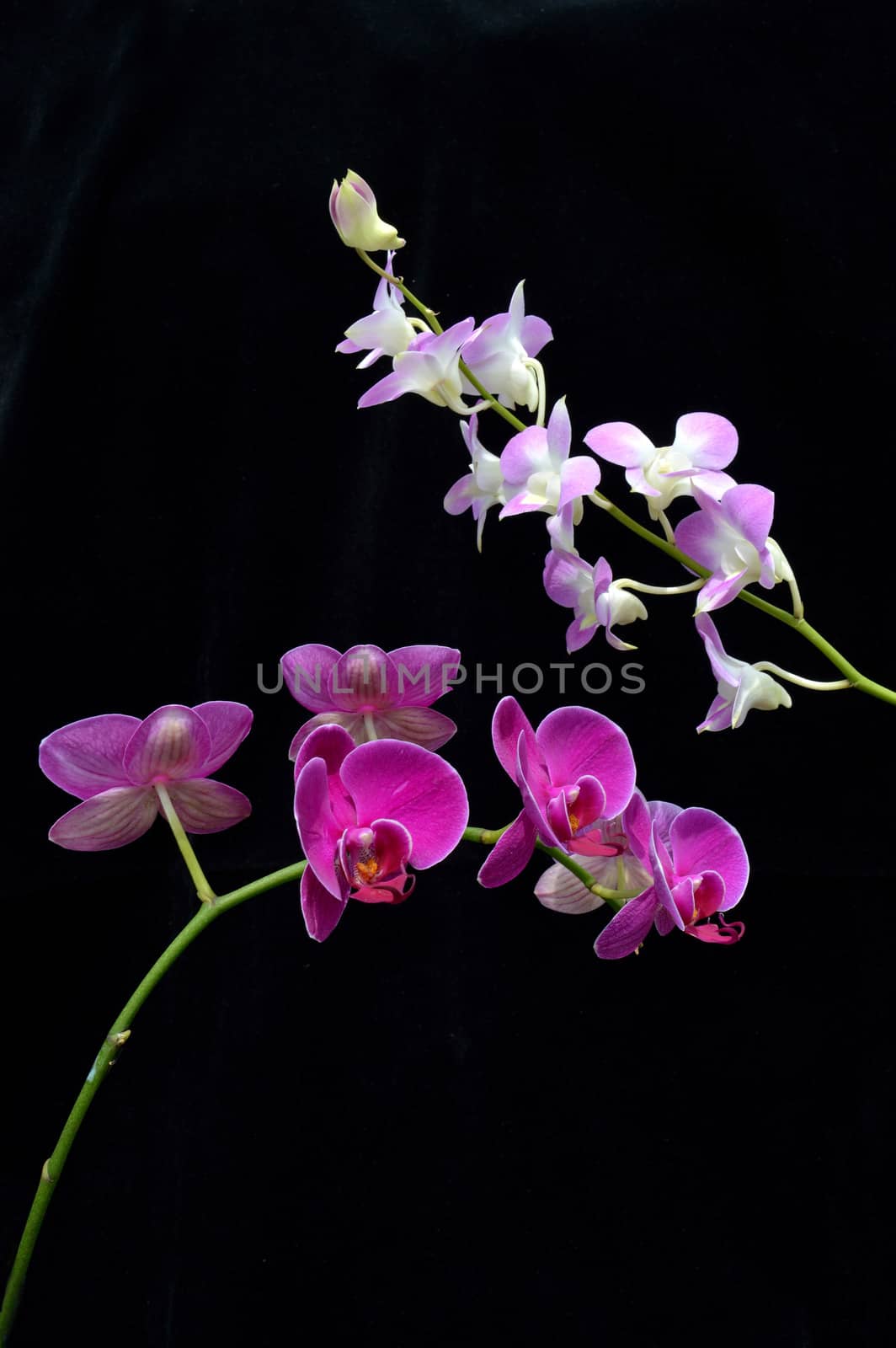 two kind of orchid flower (Phalaenopsis amabilis)  by antonihalim