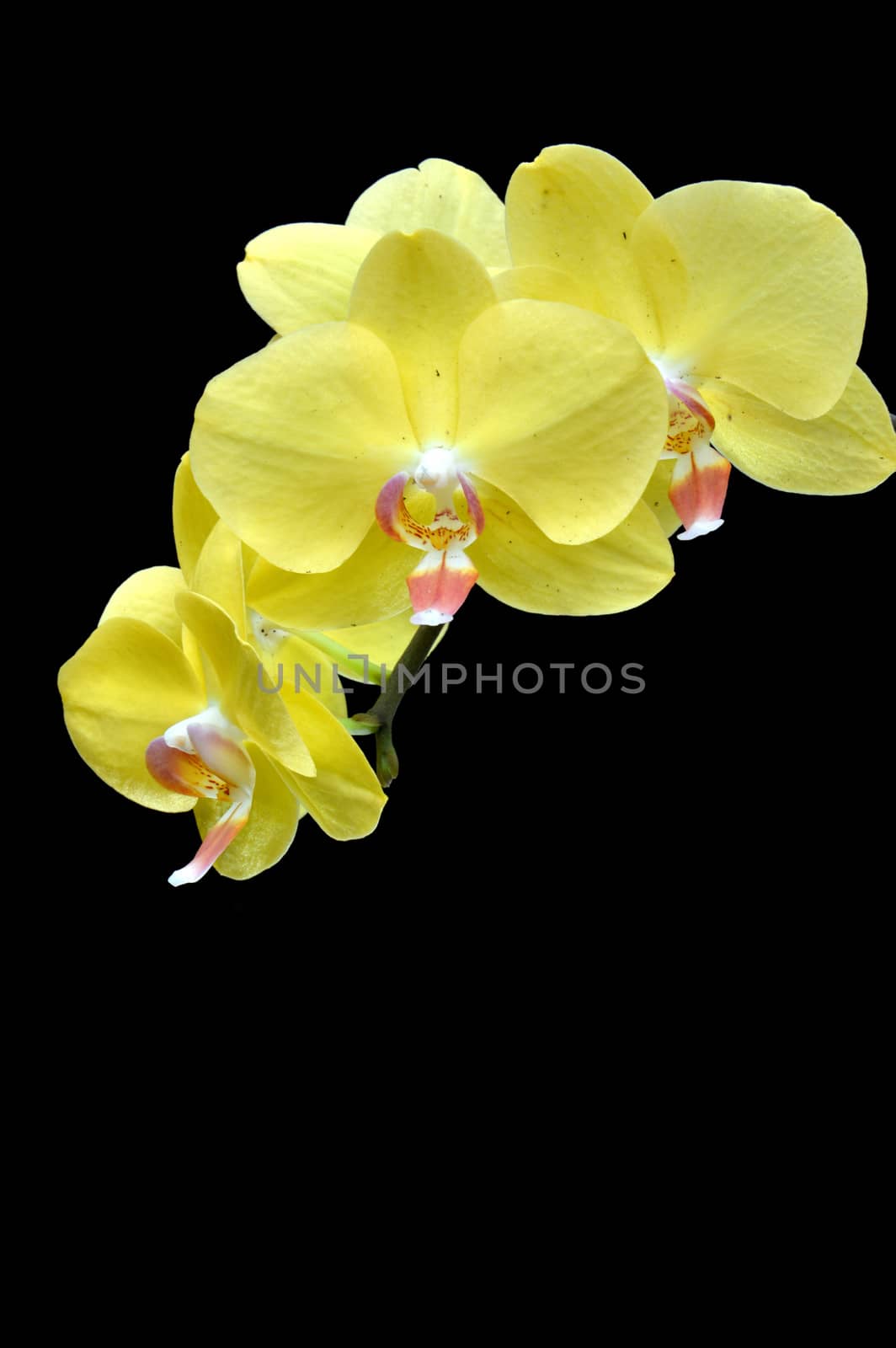 moon's orchid (Phalaenopsis amabilis)  on black background