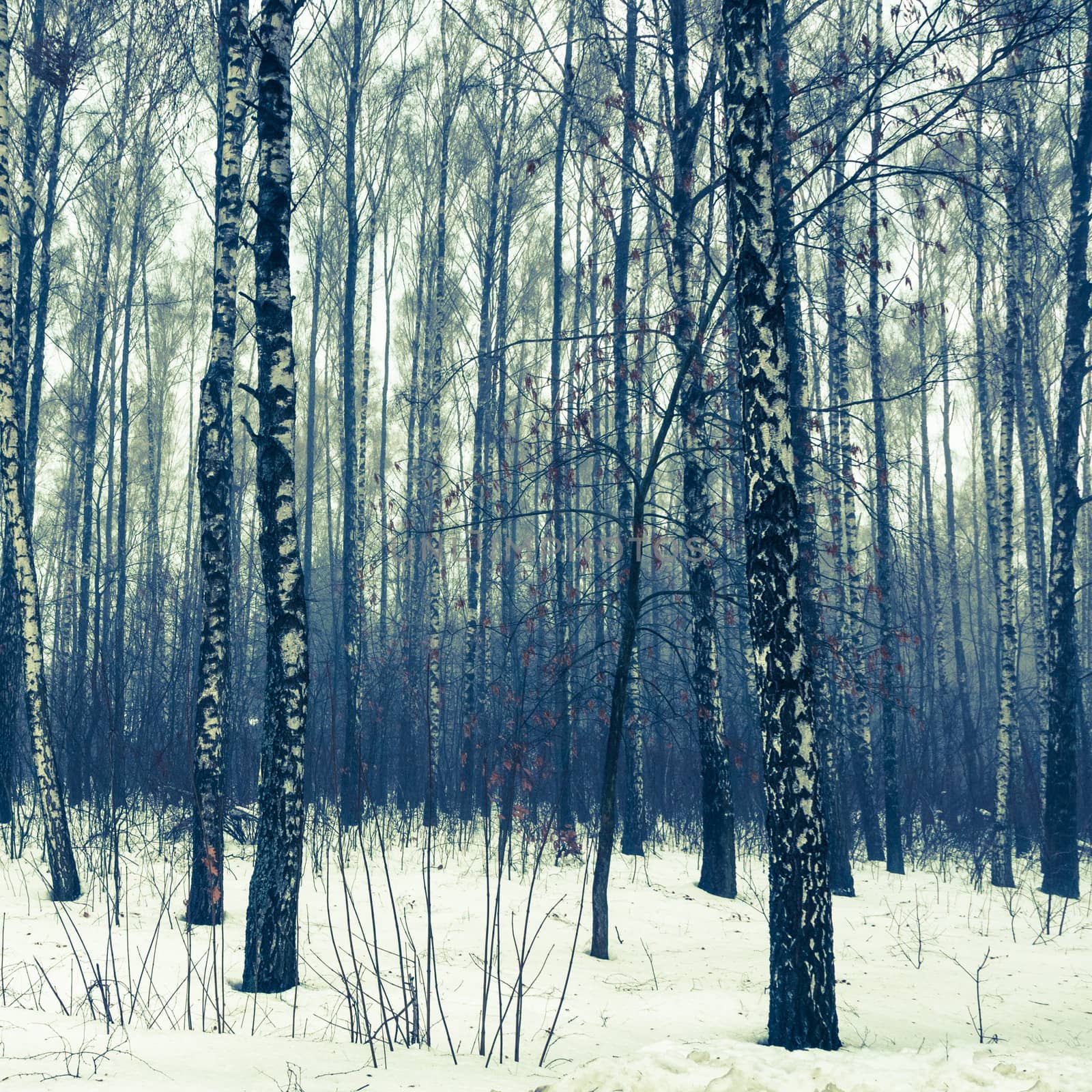 Birch forest in winter covered by snow in blue colors