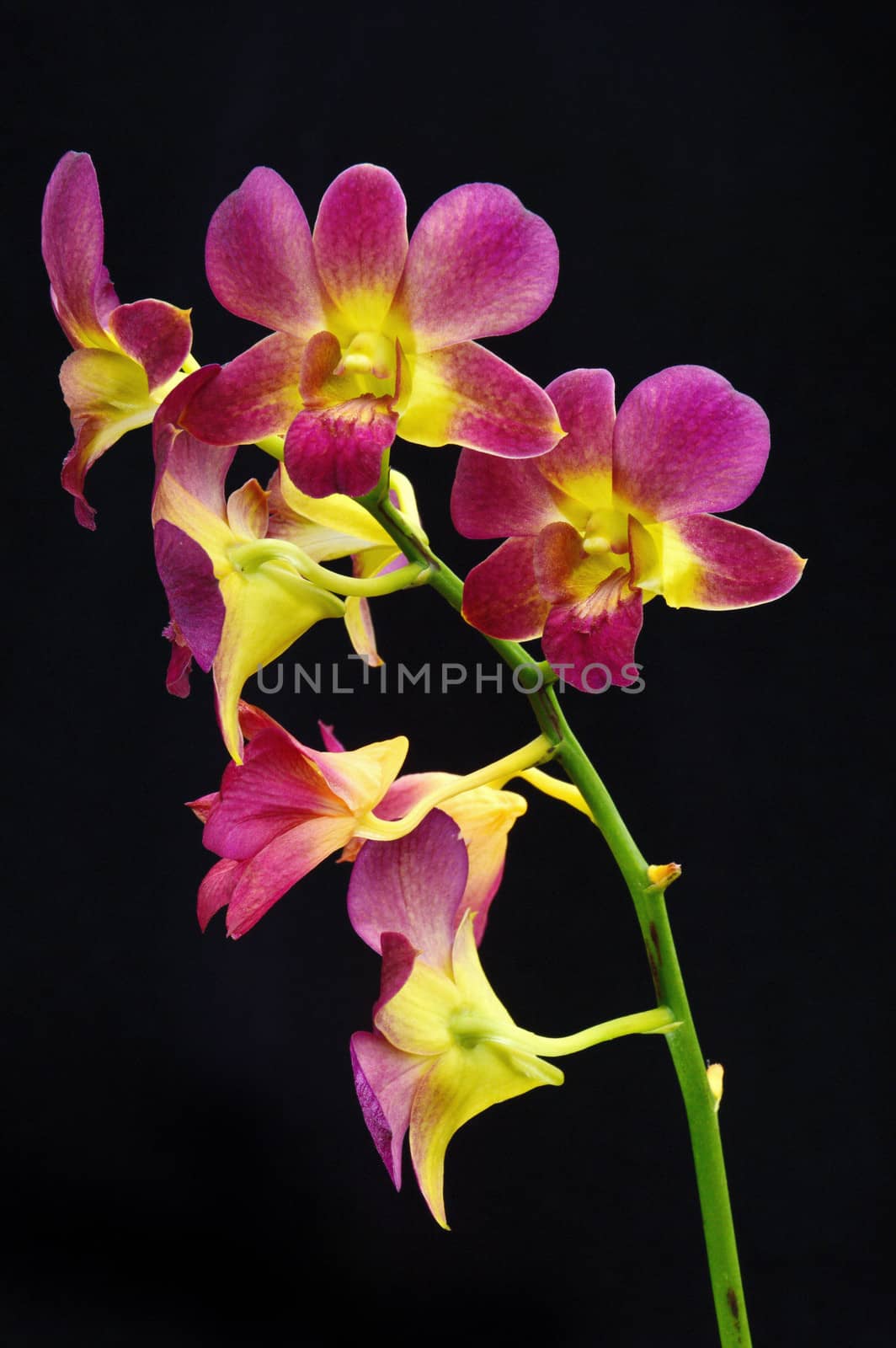 Dendrobium orchid on black background