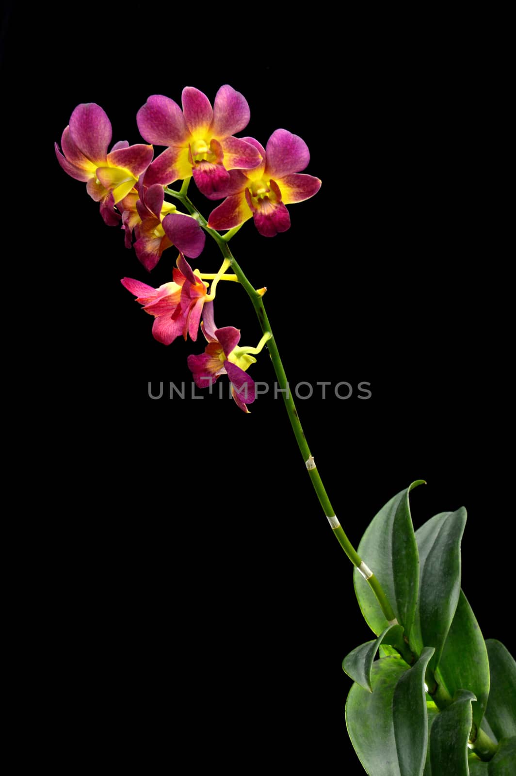 Dendrobium orchid on black background